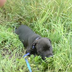 Staffordshire bull terrier Cody