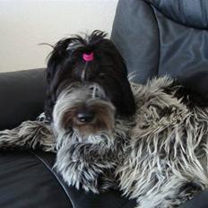 Schapendoes *camagis queen quinetta*