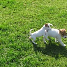 Jack russell terrier Mille