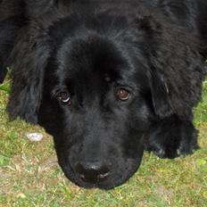 Newfoundlænder Cassie