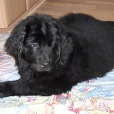 Newfoundlænder Cassie