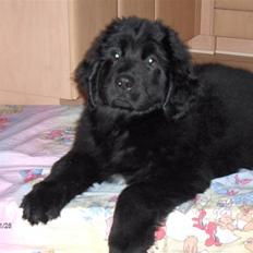 Newfoundlænder Cassie