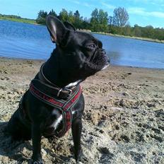 Fransk bulldog Medina