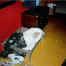 Cocker spaniel Line R.I.P