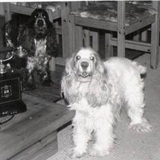 Cocker spaniel Line R.I.P