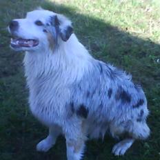 Australian shepherd Baloo