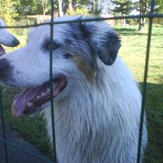 Australian shepherd Baloo