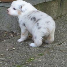 Australian shepherd Baloo
