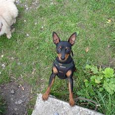 Dvaergpinscher Aladin