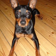 Dvaergpinscher Aladin