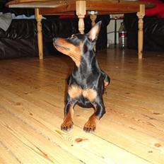 Dvaergpinscher Aladin
