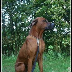 Rhodesian ridgeback - (Bhara-Bhara@Wolle Kirk) Sjumba