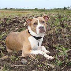 Amerikansk staffordshire terrier Jeff Montana