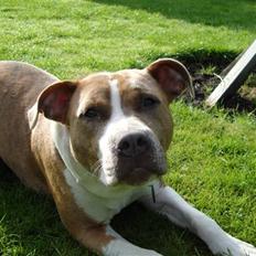 Amerikansk staffordshire terrier Jeff Montana