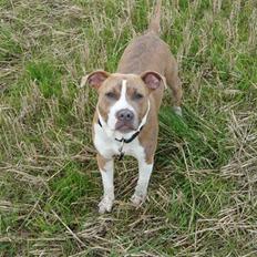 Amerikansk staffordshire terrier Jeff Montana