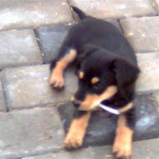 Blanding af racer Muffi