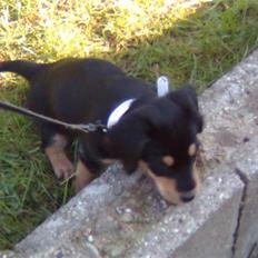 Blanding af racer Muffi