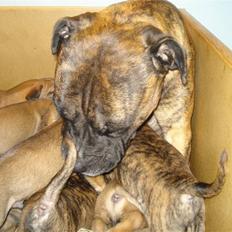 Boerboel Boelsplaas Zeus