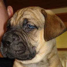 Boerboel Boelsplaas Zeus