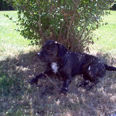 Blanding af racer Batman Tyson