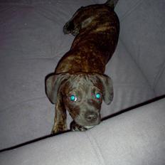 Blanding af racer Batman Tyson