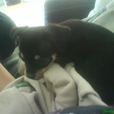 Chihuahua Bailey