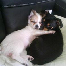 Chihuahua Bailey
