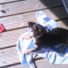 Chihuahua Bailey
