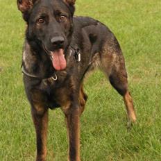 Schæferhund Hulgaard´s Leisa