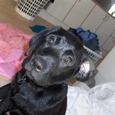 Labrador retriever Sille <3