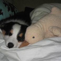 Australian shepherd Cassie