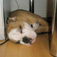 Engelsk bulldog Loui