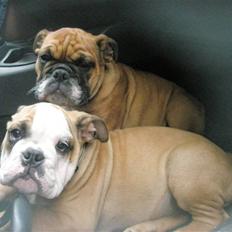 Engelsk bulldog Loui