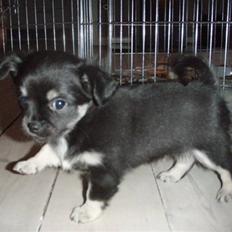 Chihuahua Cody