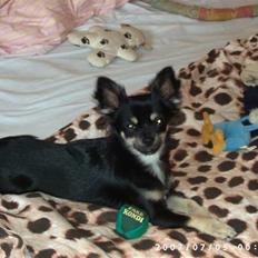 Chihuahua Cody