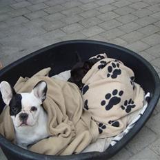 Fransk bulldog Josie R.I.P