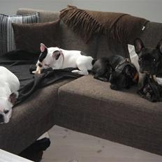 Fransk bulldog Josie R.I.P