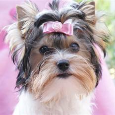 Biewer yorkshire terrier "Smilla"