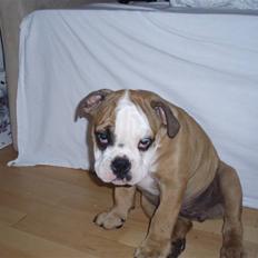 Engelsk bulldog Loui