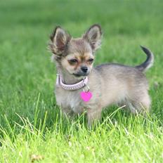 Chihuahua Paris