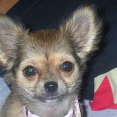 Chihuahua Paris