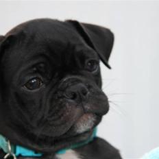 Blanding af racer Gizmo