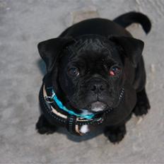 Blanding af racer Gizmo