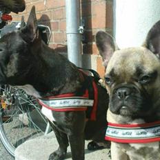 Fransk bulldog Tinga