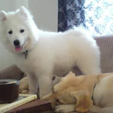 Samojedhund Silver (mine forældres) *RIP*