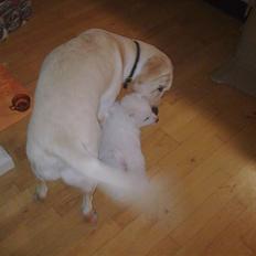 Samojedhund Silver (mine forældres) *RIP*