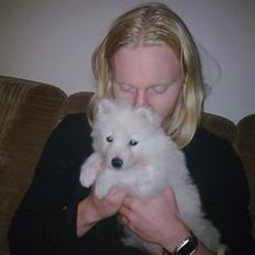 Samojedhund Silver (mine forældres) *RIP*