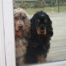 Cocker spaniel Harley R.I.P :(