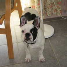Fransk bulldog Spike