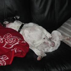 Fransk bulldog Spike